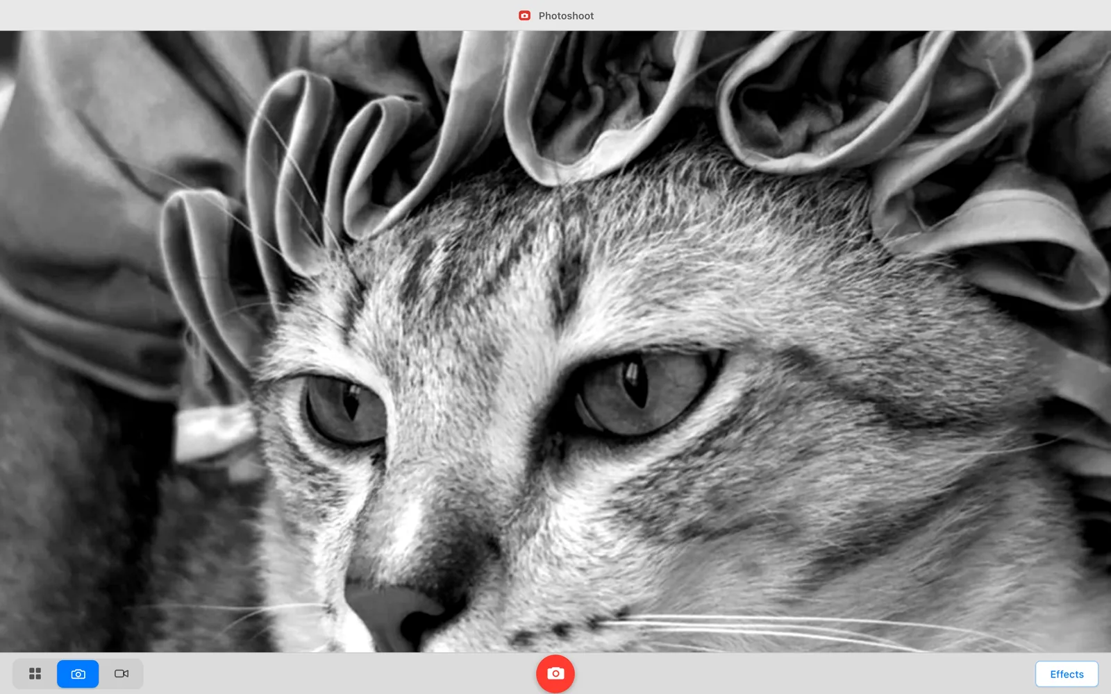 Photoshoot running in the browser with its Black and White effect on a live camera view, with photo, strip and video modes and the shutter.